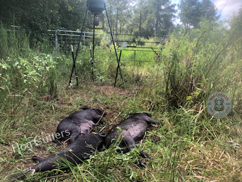 Photo of trio of culled hogs inside Jager Pro trap by Hog Cutters trapping company