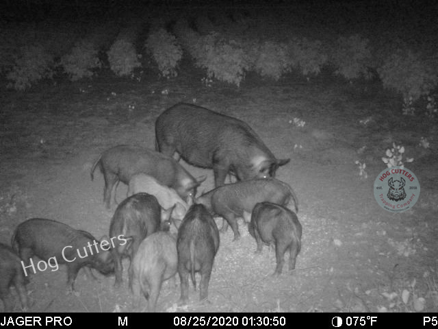 Photo of hog sounder at corn pile in cotton field from Hog Cutters