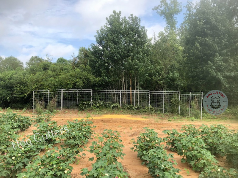 Photo of a partial Jager Pro trap installation at a cotton field site