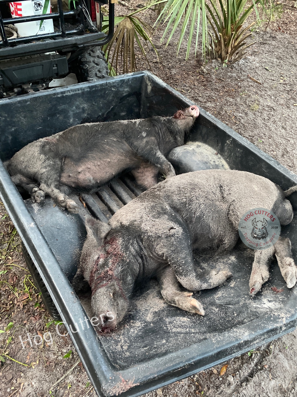 Photo from Steve of 2 wild boars he trapped with his Jager Pro system