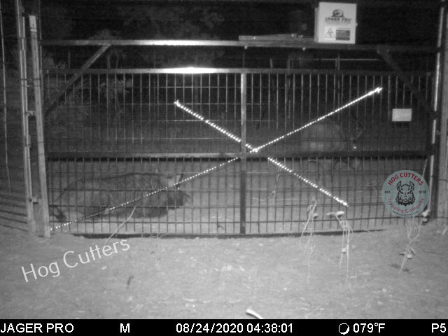 Photo of a Jager Pro wild hog trap with 2 wild hogs inside