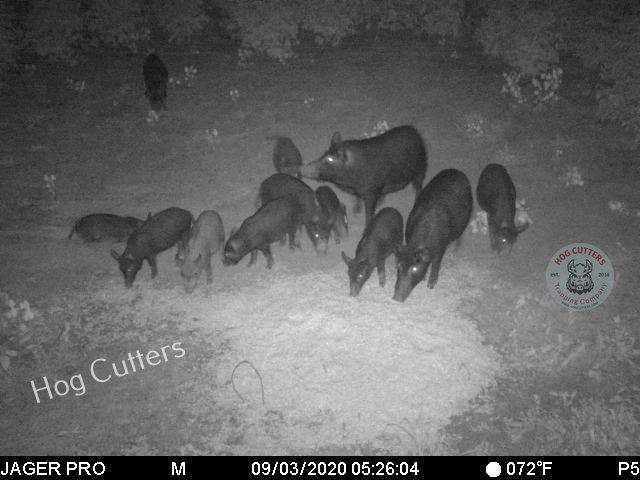 feral hogs in crop field