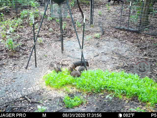 Dannys trap with young and sow feet