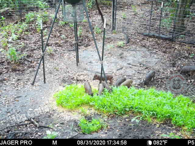 Photo of danny's trap with piglets