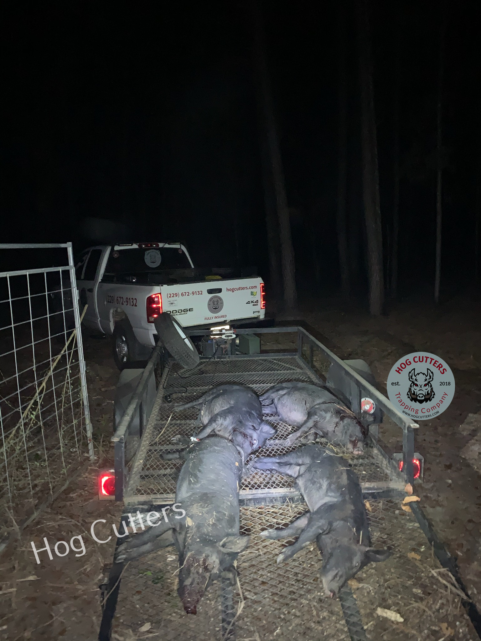 hog cutters trapping company with culled hogs in trailer