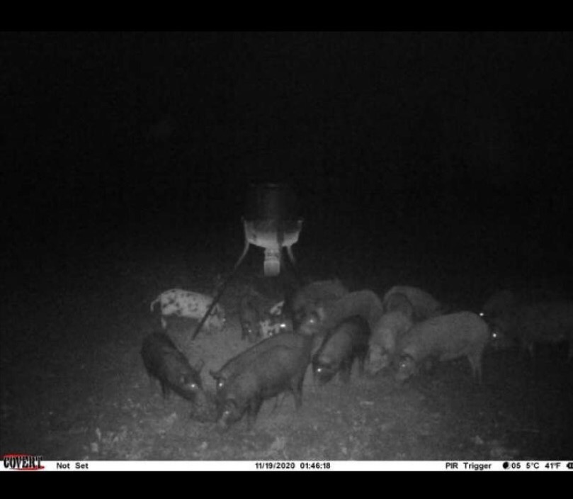 wild hogs intruding on a deer feeder