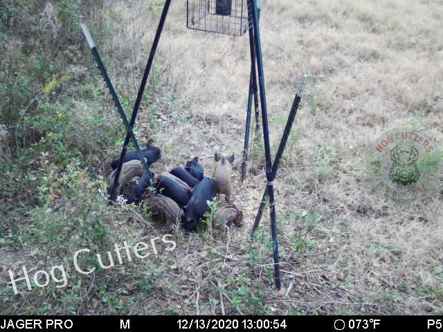 daytime young visit to murray bait site 12 14 2020