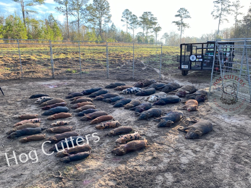 HOg cutters eliminates 54 feral hogs